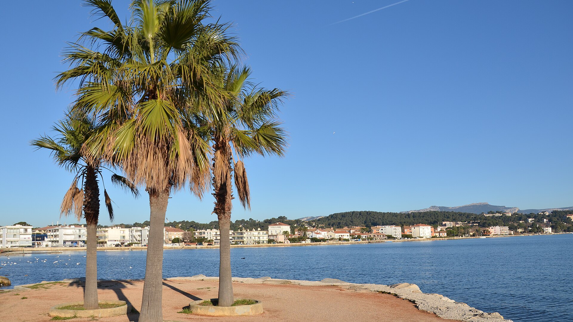 Des palmiers au bord de la mer, aux Sablettes, à La Seyne-sur-Mer.